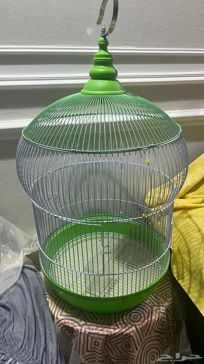 ببغاء كنيور اناناس وقفصين 3