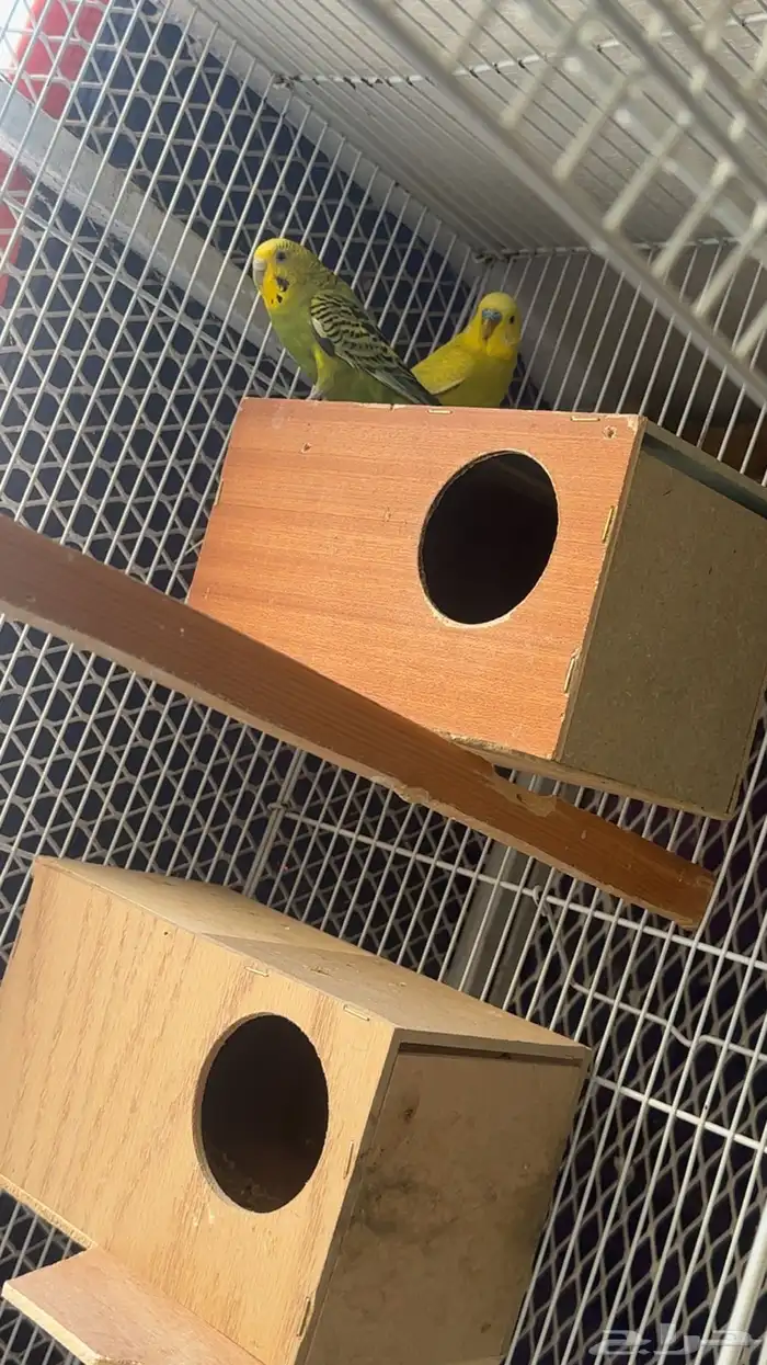 زوجين طيور الحب منتجه للبيع 1