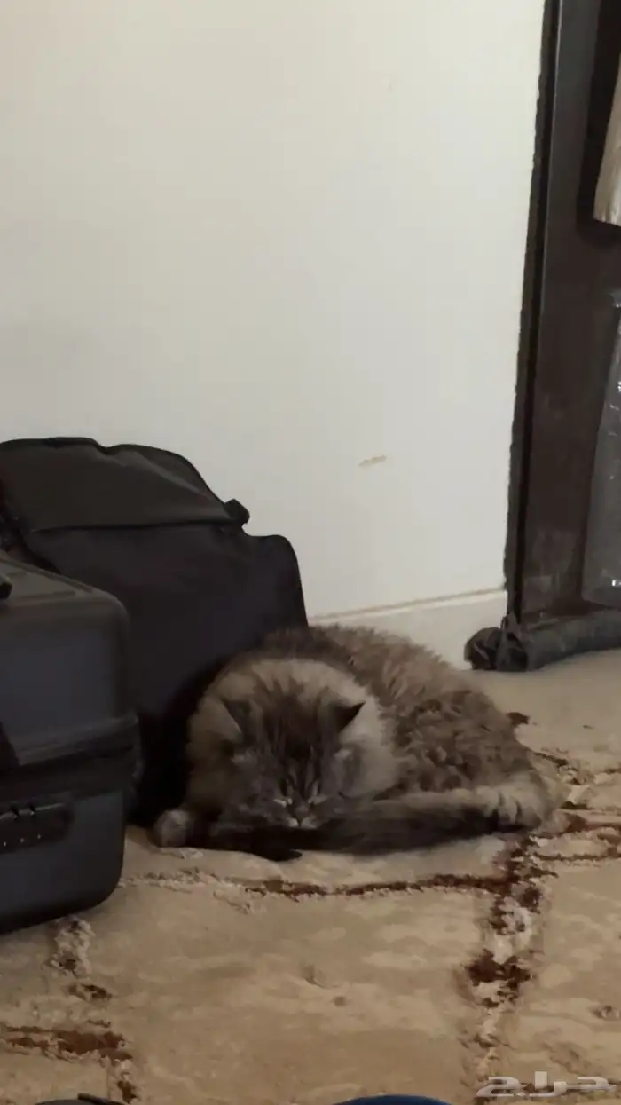 قطو ذكر للبيع 0