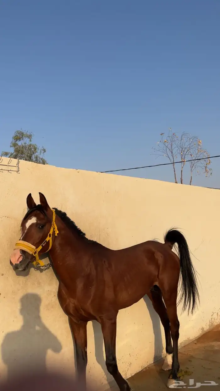 بسم الله الرحمن الرحيم 1