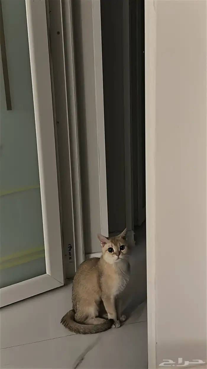 قطه للتبني 2