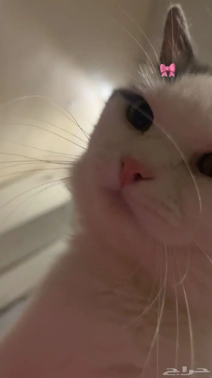 قط ذكر للتزاوج 2