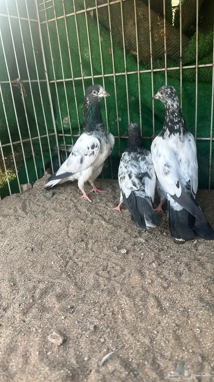 حمام تيدي بيور للبيع 8