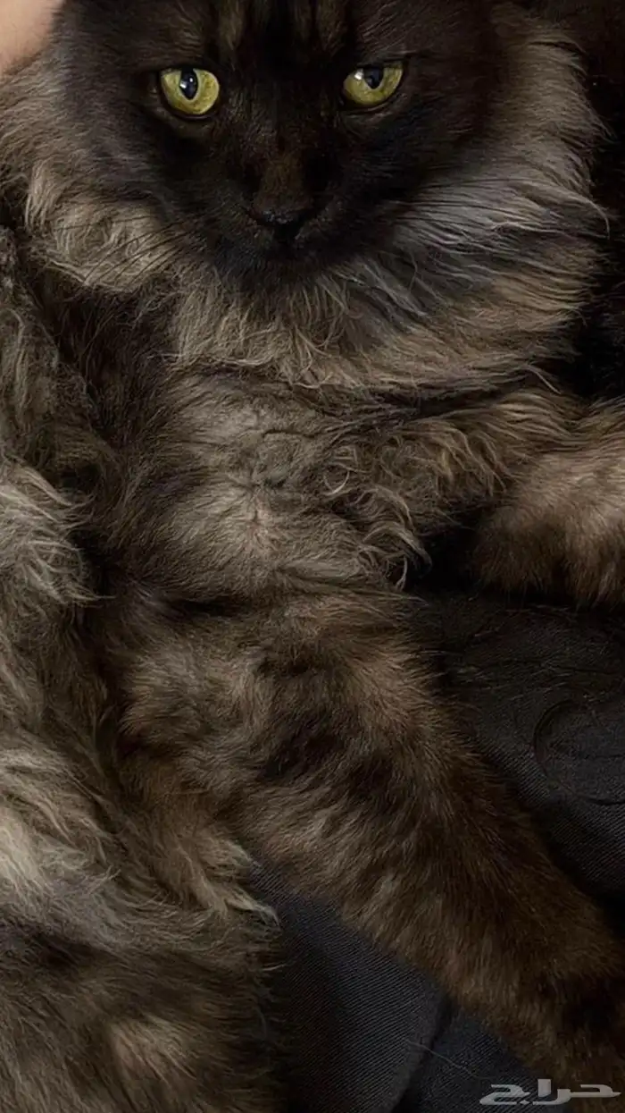 قط ماين كون سموكي ( للبيع ) 2