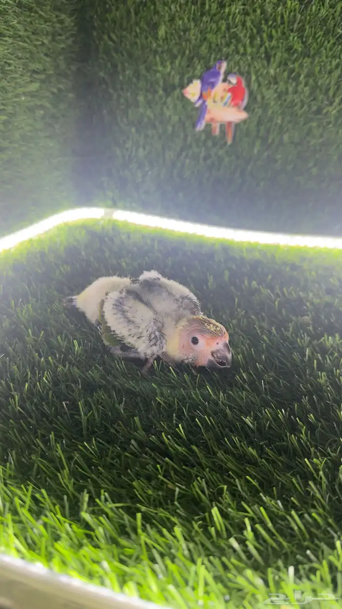 فرخين صن كنيور 5