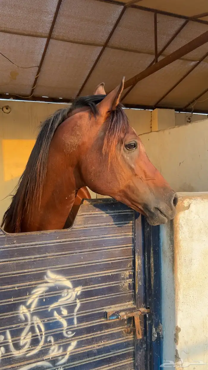 حصان عربي كفو 0