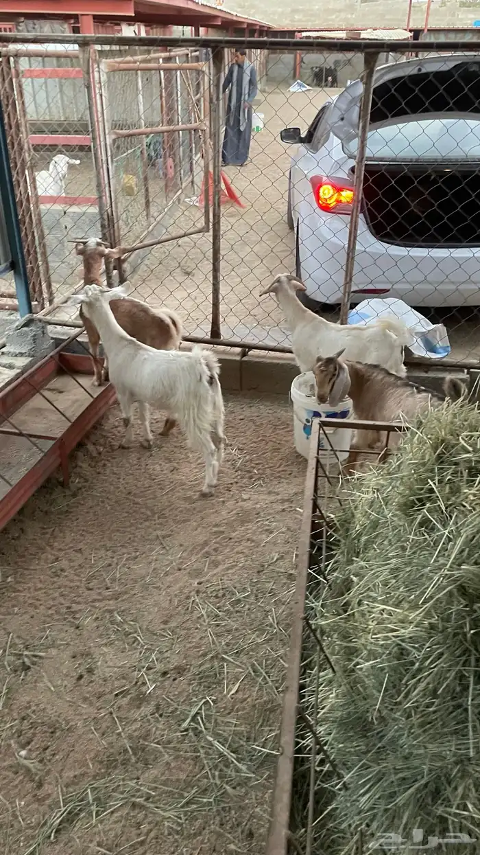 عناق وتيوس 1