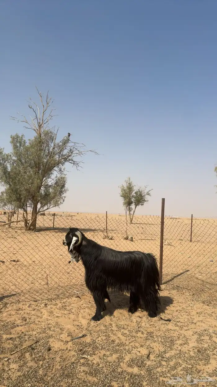 فحل عارضي ( صنف ) شعره وجرم فاخر 2