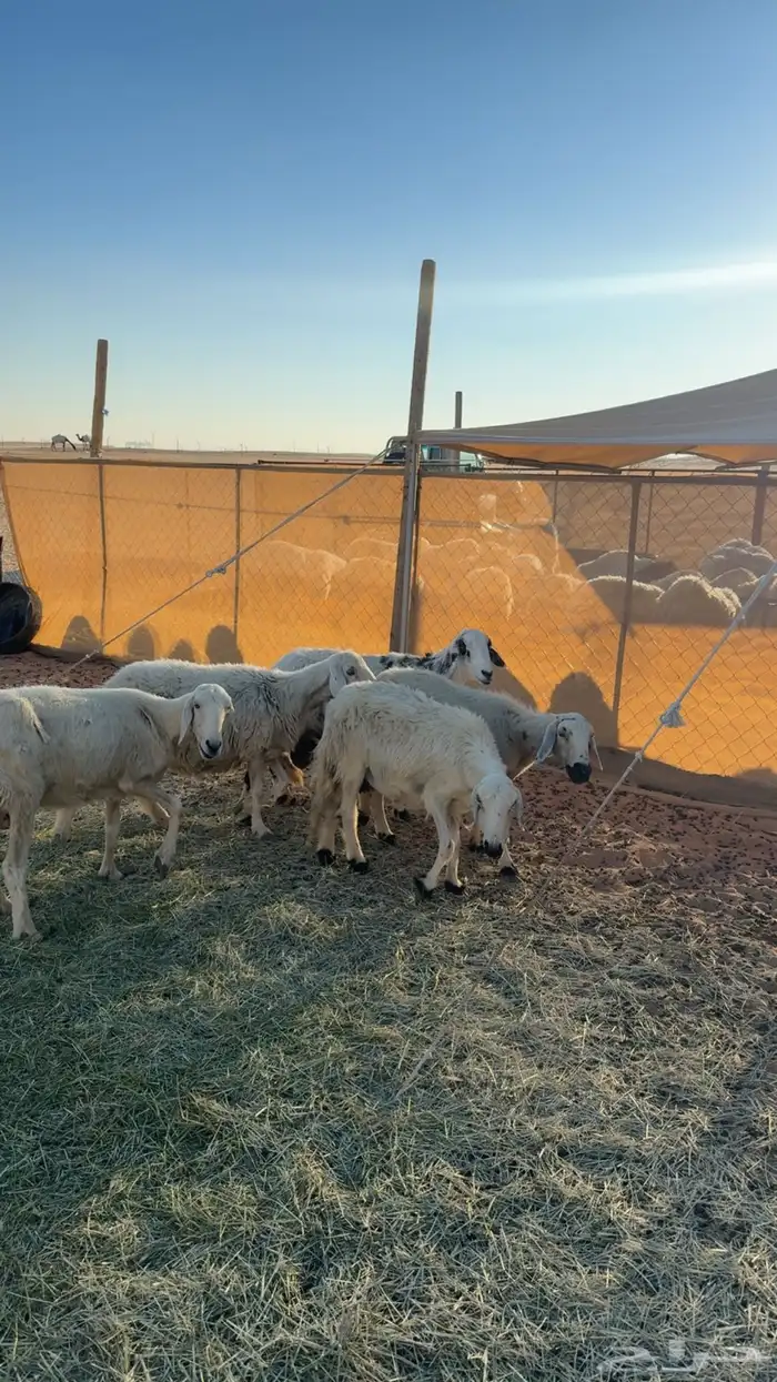 نعاج للبيع 0