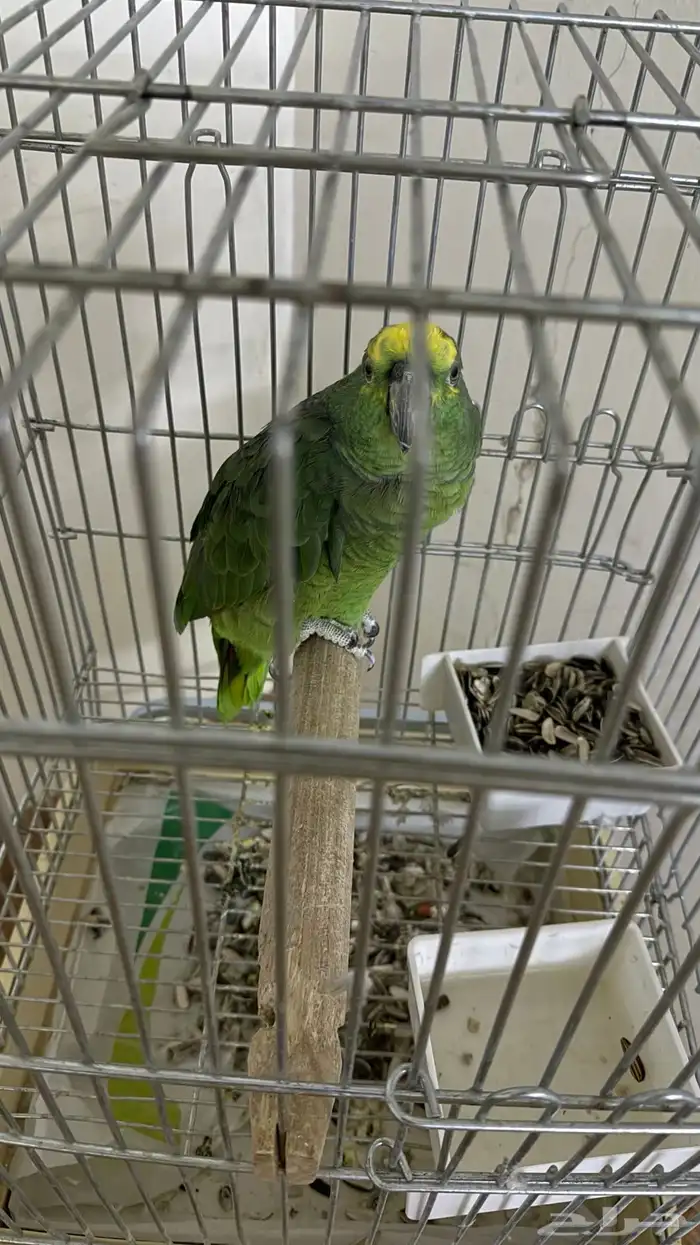 بغبغاء امزوني 0