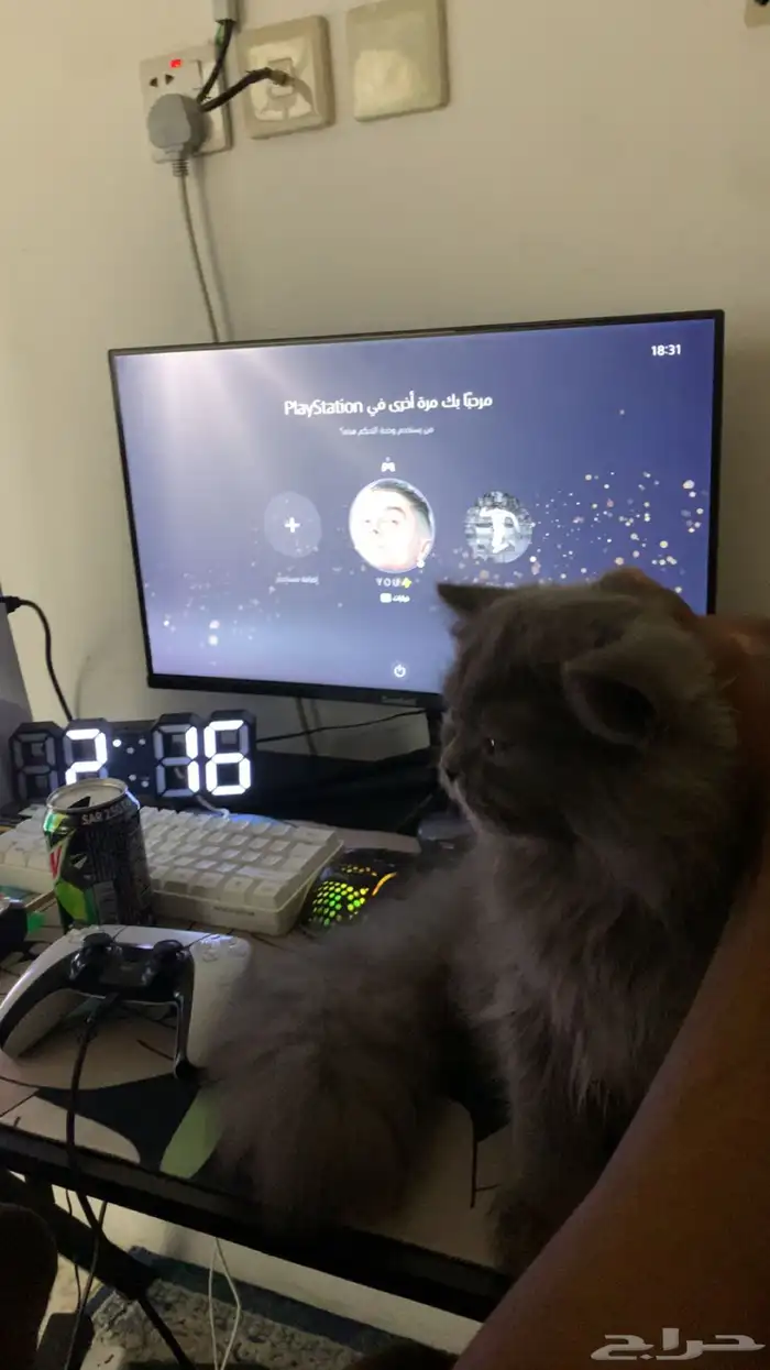 قطوه للبيع 0