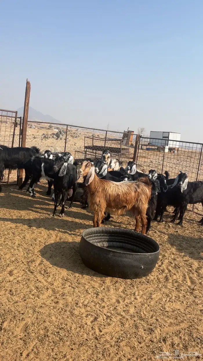 معزى مقاني طيبه 0