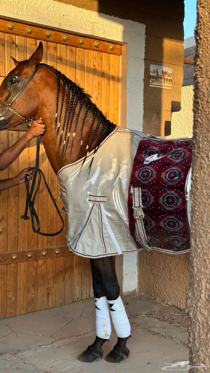 جلال شتوي فاخر 0