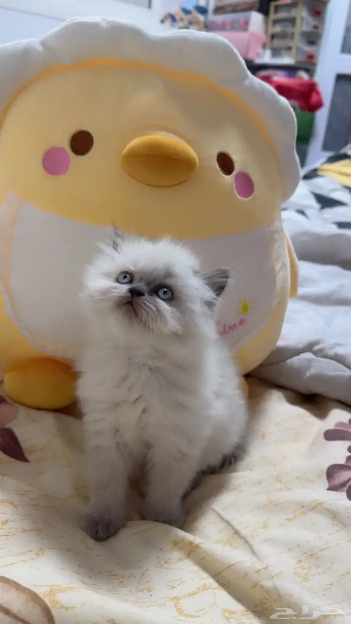 قطة هملايا بيور للبيع صغيره 0