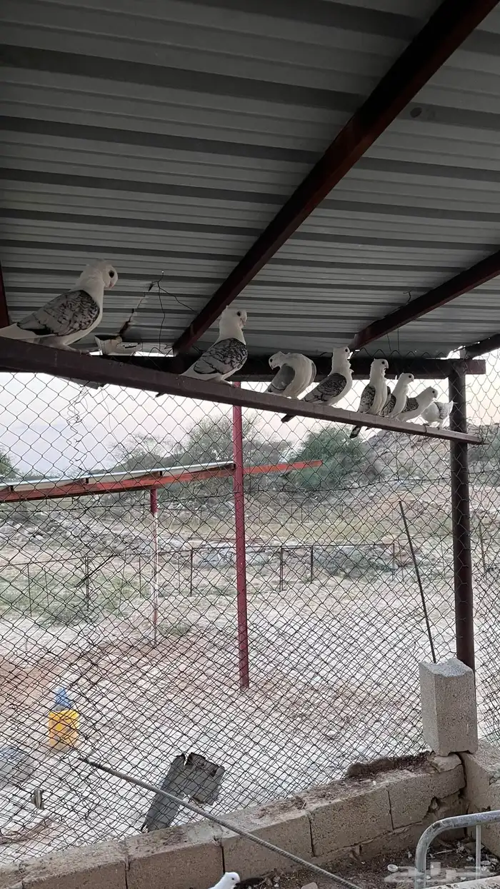 حمام حب رمان للبيع 3