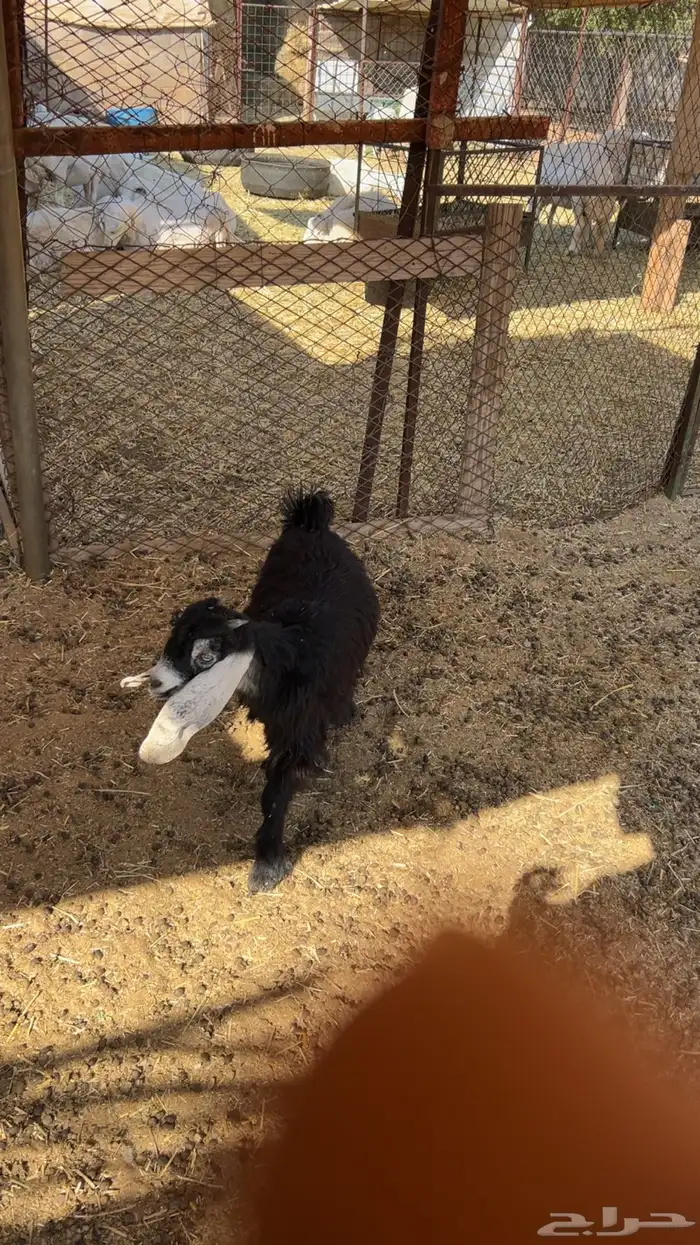 جفره مندي شهرين 2