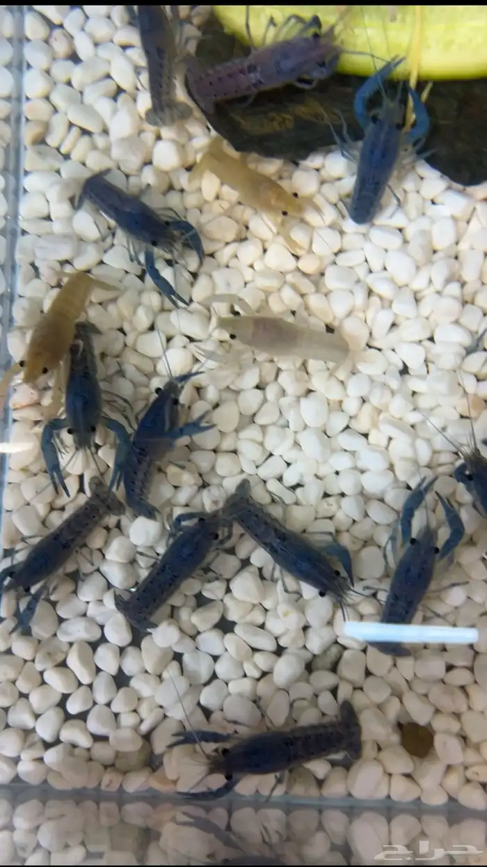 استاكوزا نهري لوبستر الوان مختلفه 6