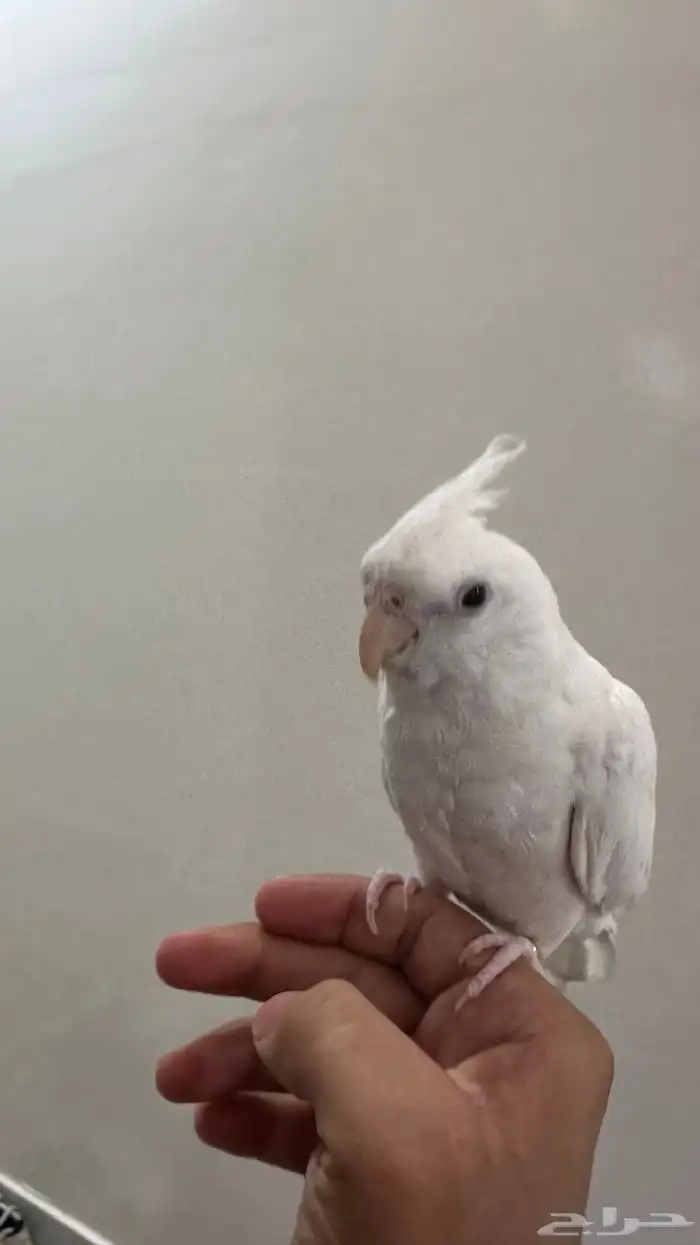 كروان هدد داخلي وبدايات خارجي بينو السوم 350 والبيع قريب 8