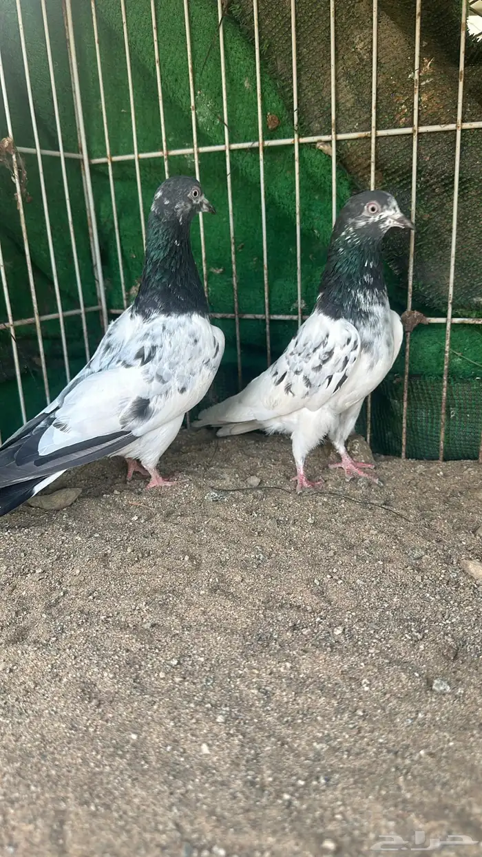 حمام تيدي بيور للبيع 5