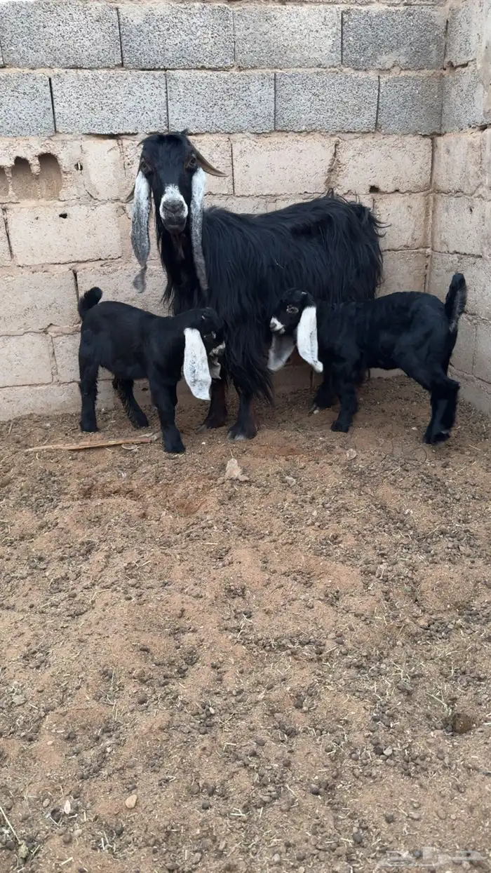 عنز متبع بتيسين 0