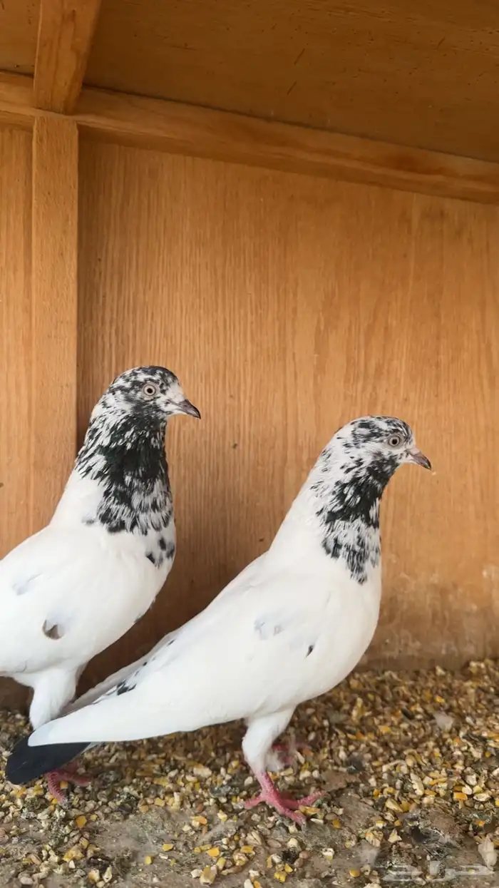 حمام باكستاني 2