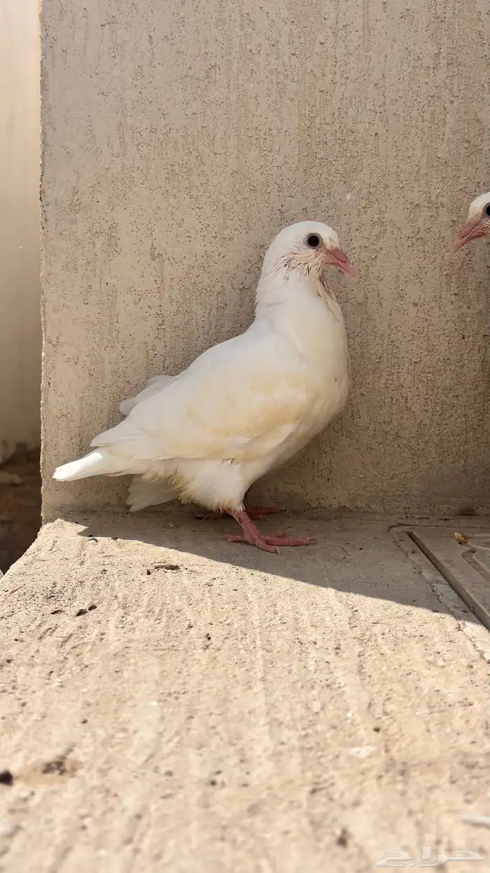 زغاليل فاخره 6