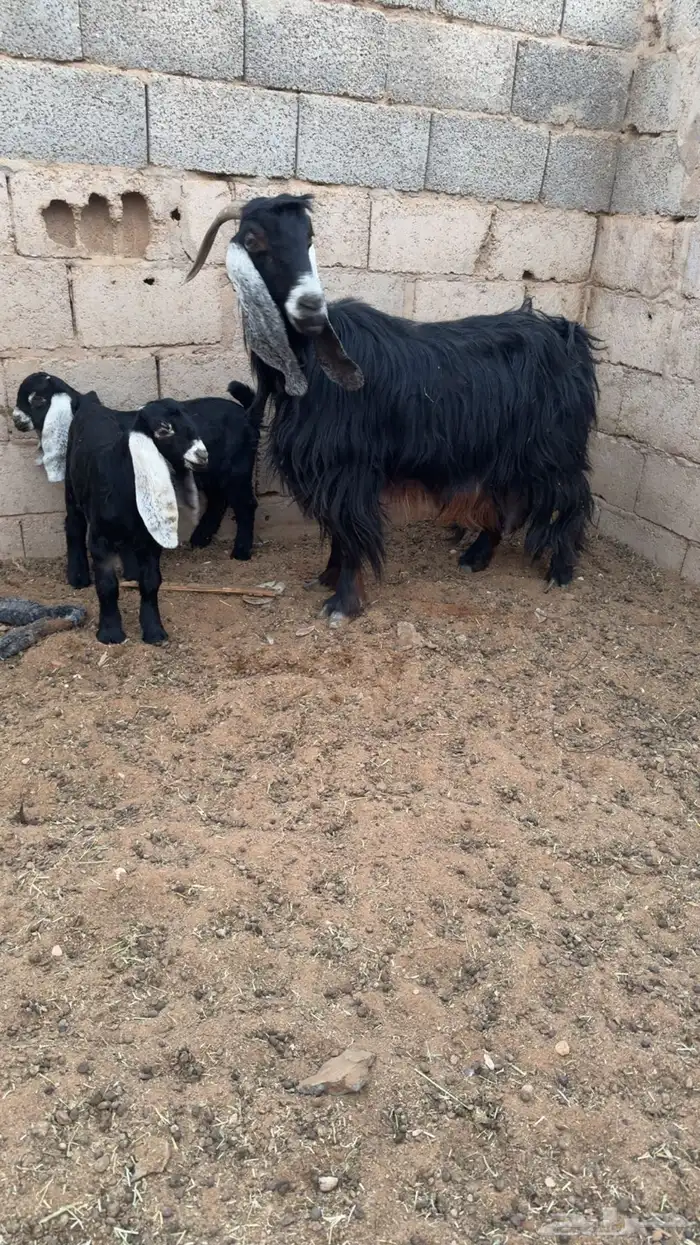 عنز متبع بتيسين 1