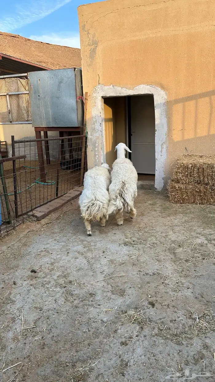 حريات حرش صنف و جذعه نجديه معها رخل 0