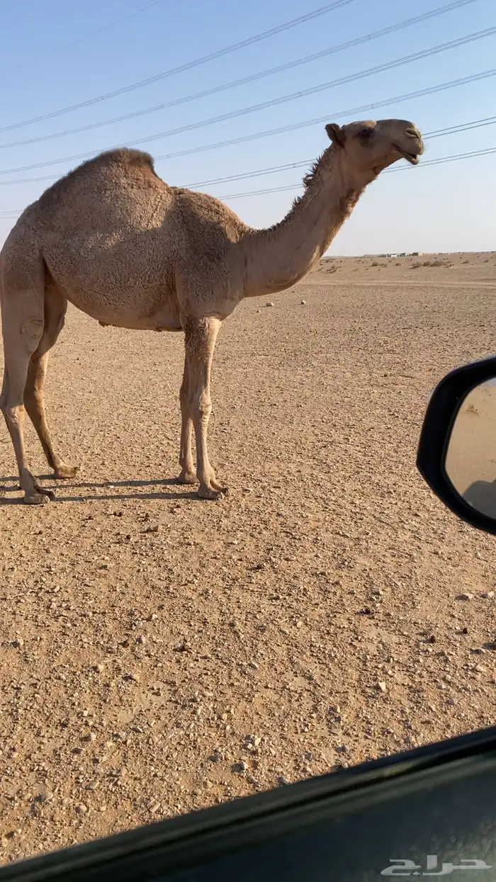 مفروده دبيانية 0