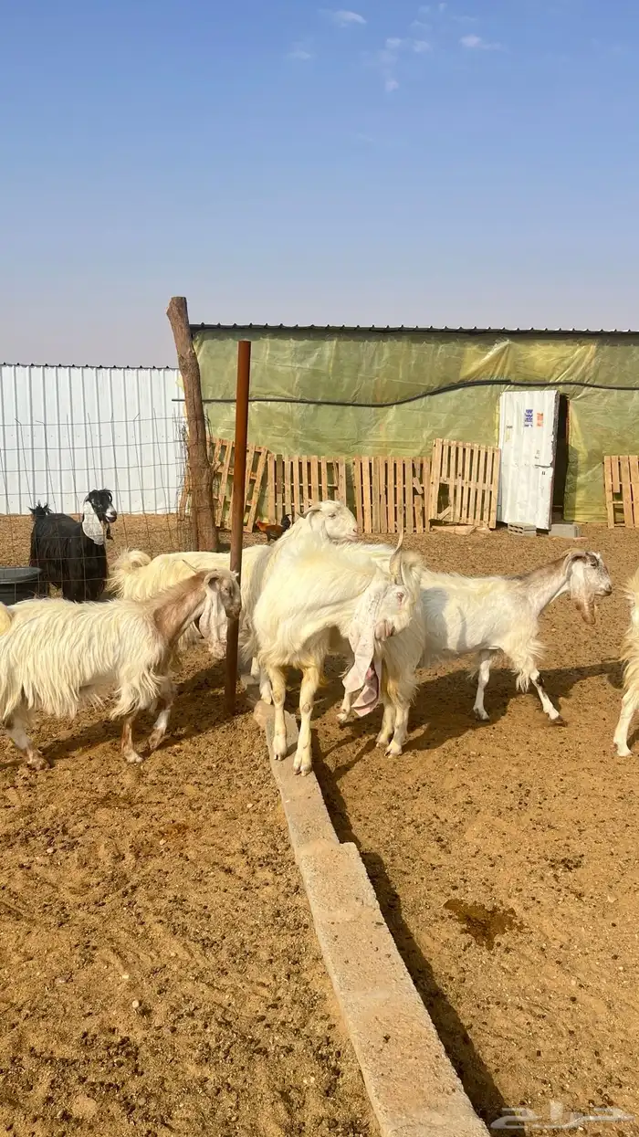 معزا مراح مشاريك ومطور 8