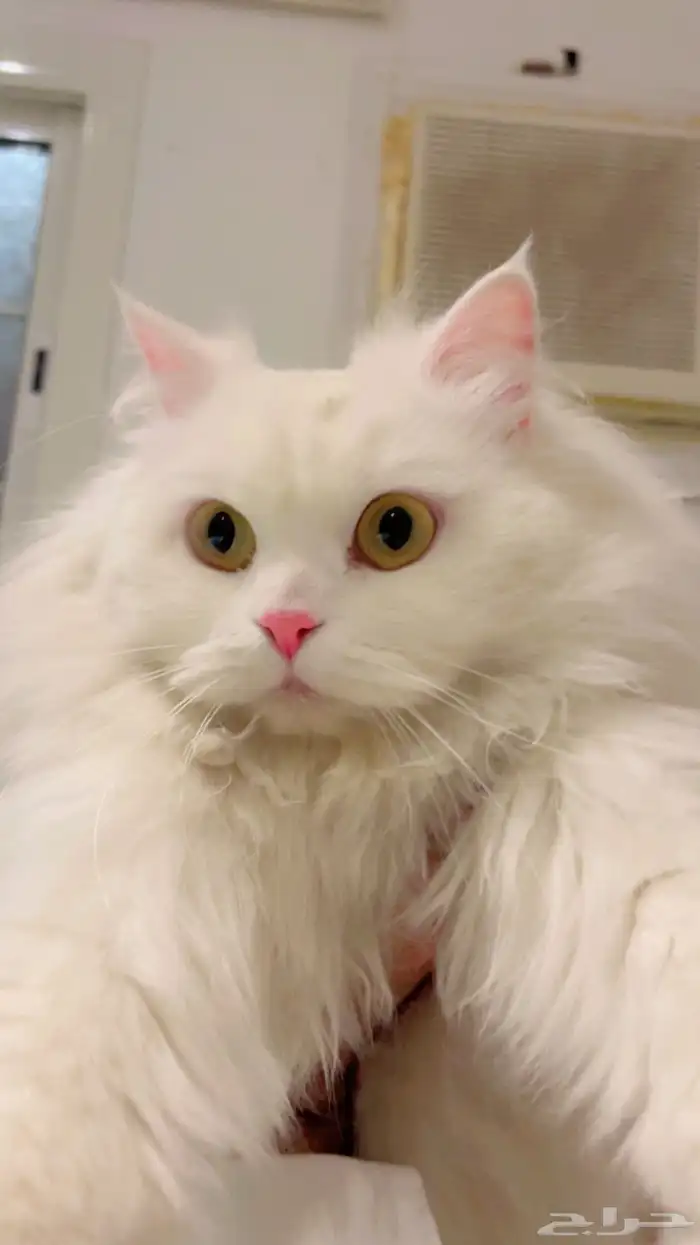 قطه جميله جدا امريكيه معقمه ومطعمه 0