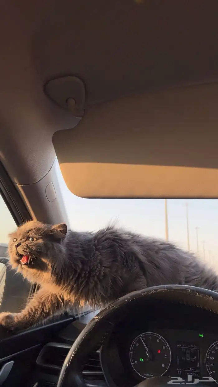 قطوه للبيع 2