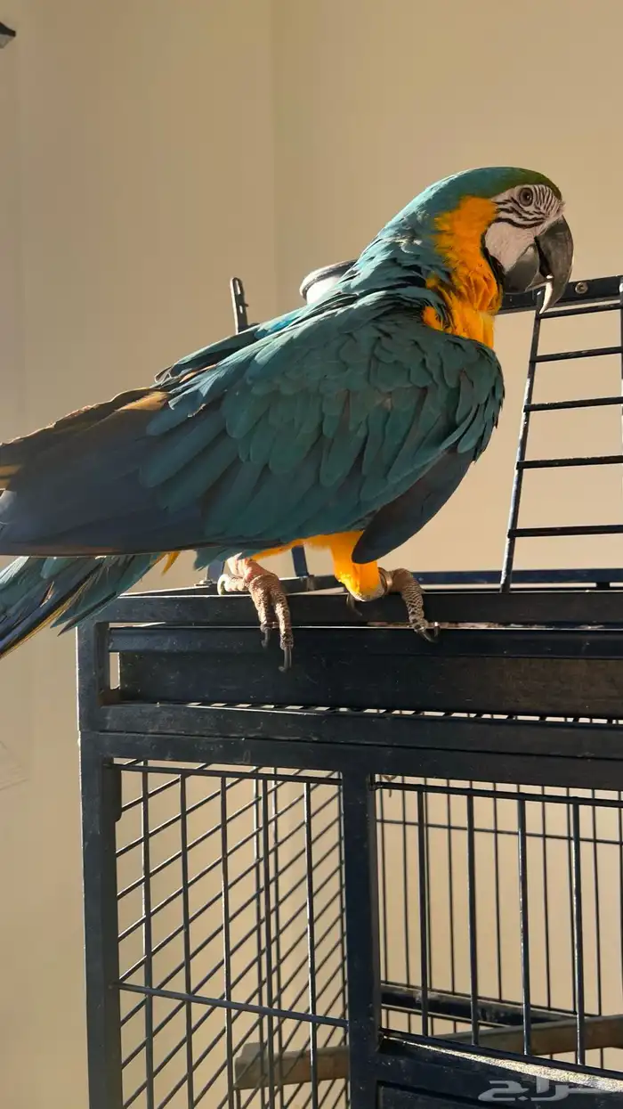 ببغاء مكاو بلو اند قولد اليف هدد 2