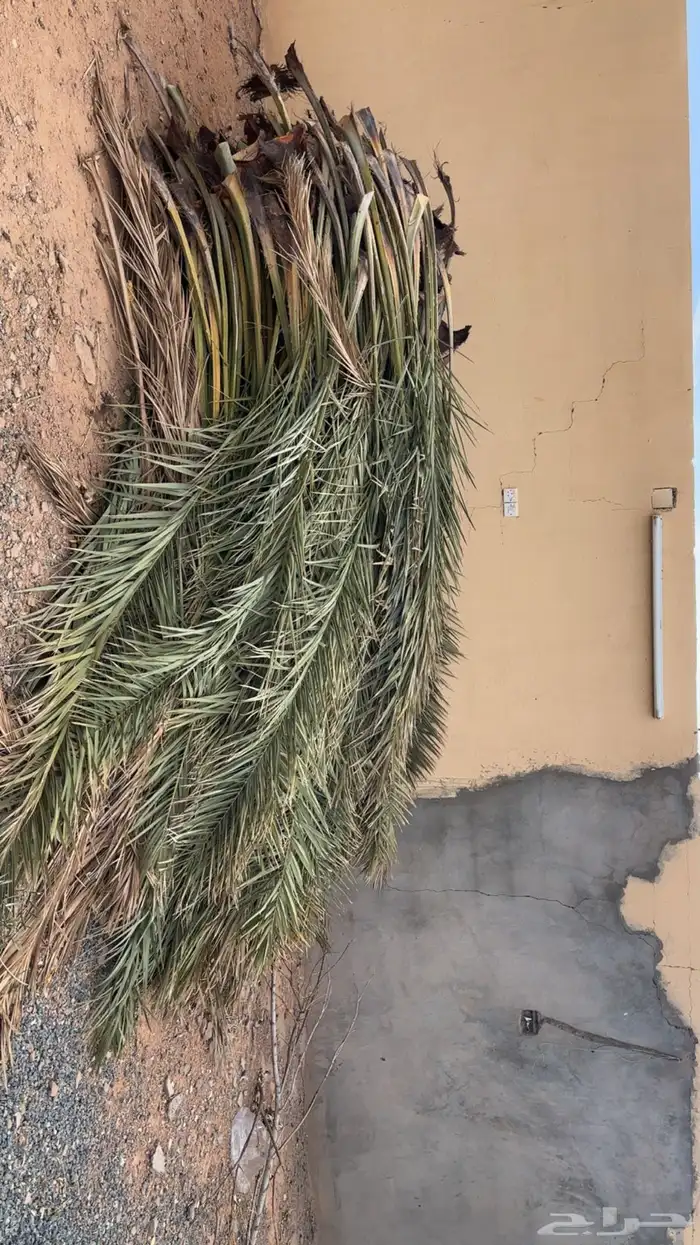 سعف نخل للبيع الموقع بالقاعد 1