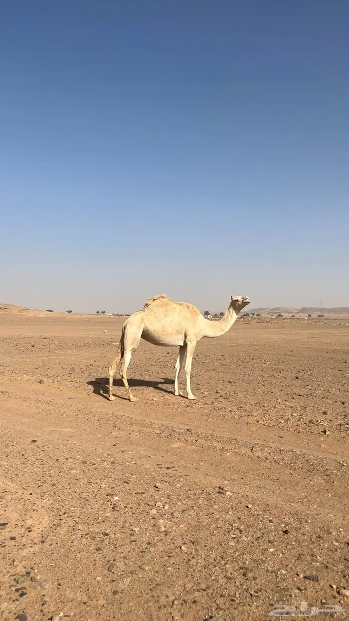 نياق للبيع 3