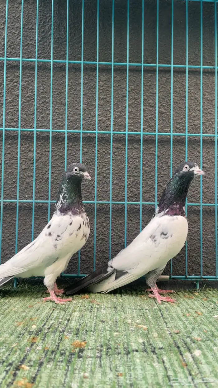 حمام باكستاني 0