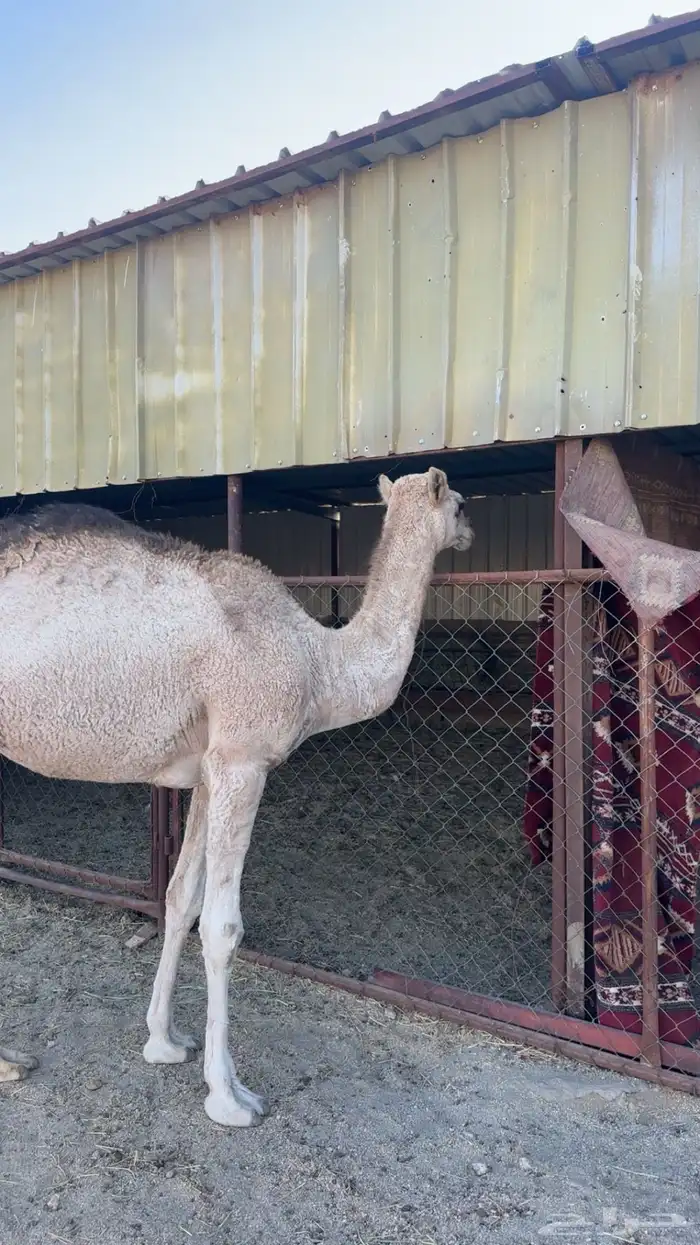 بكار. طيبه. 1