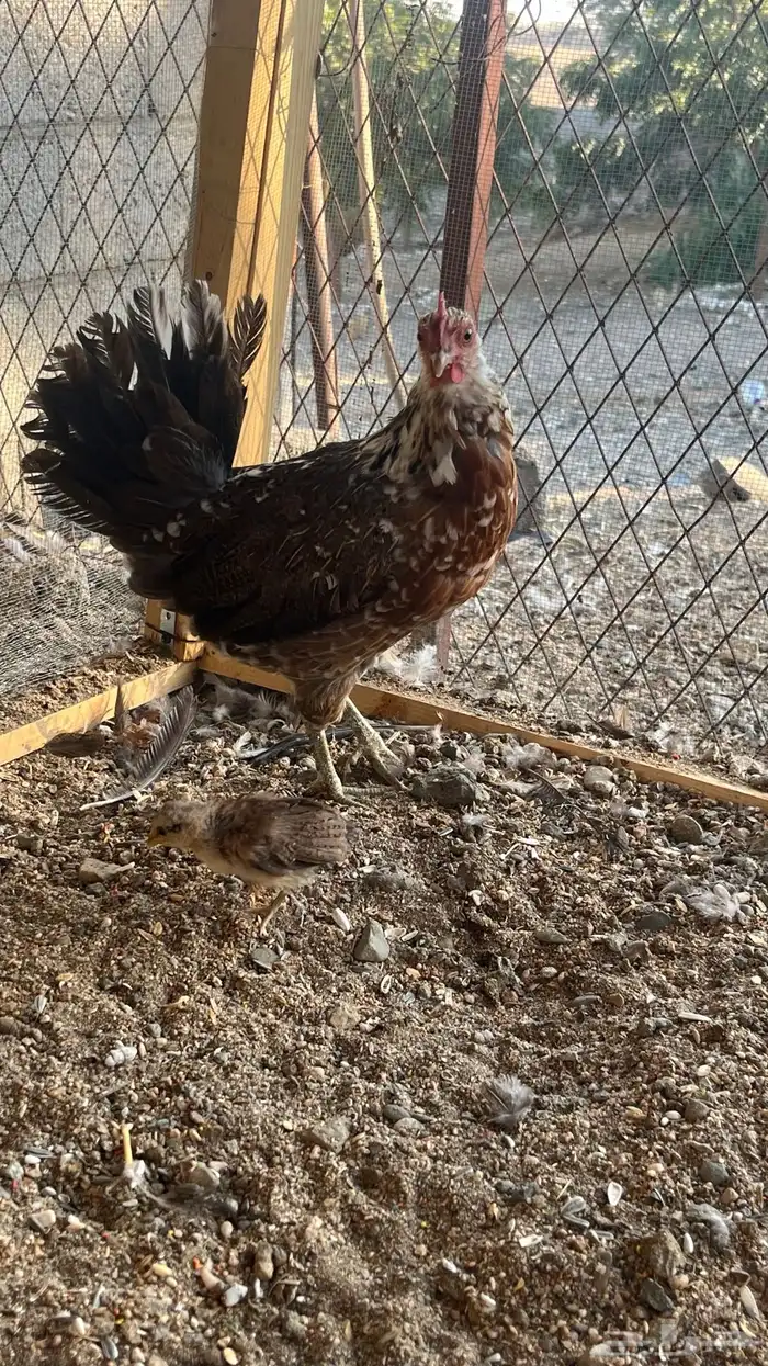 دجاج ماكنتوش 5