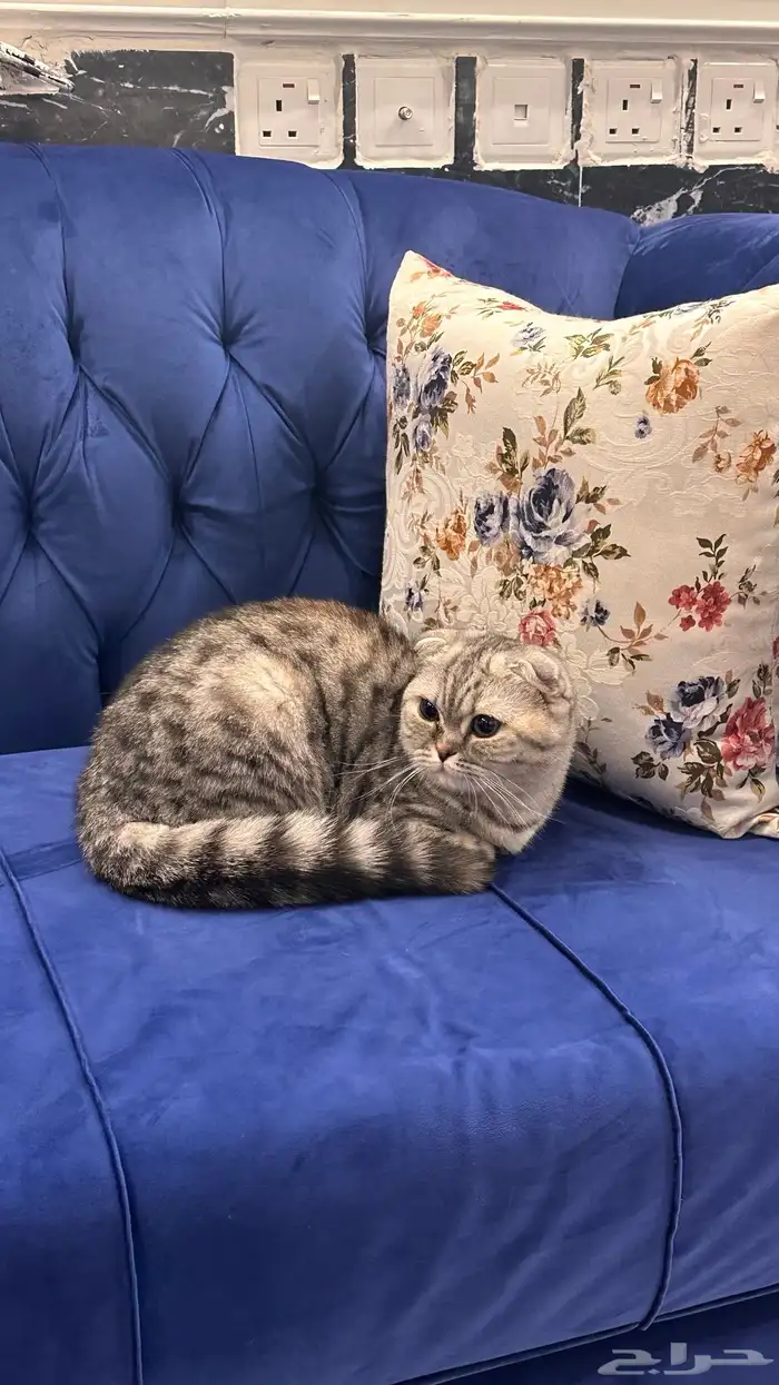 سكوتش فولد بيور للبيع 0