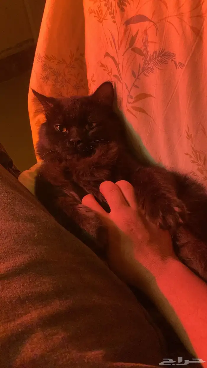 قط شيرازي اسود عمرها سنه هادي لعوب (للتبني) 1