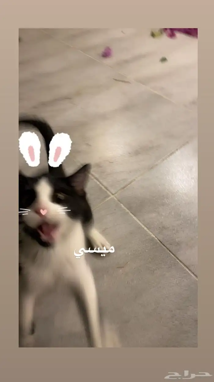 قطط للتبني 0