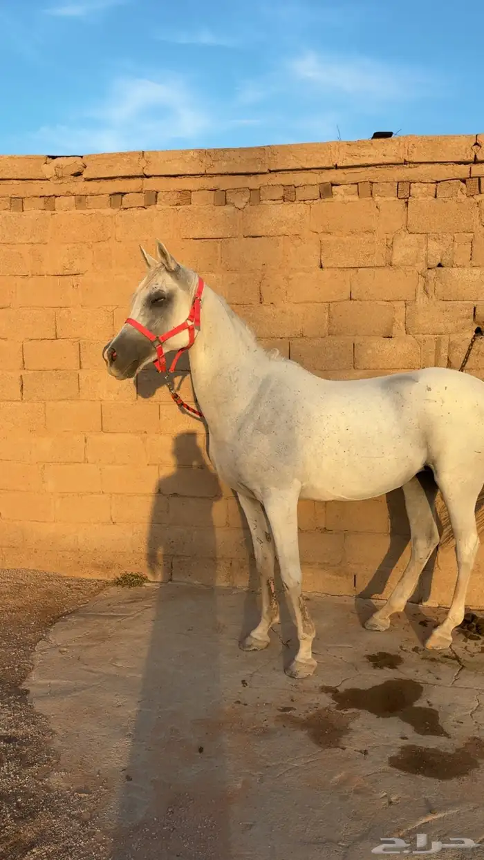 للبيع فرس محققه تحمل معها مهره 3