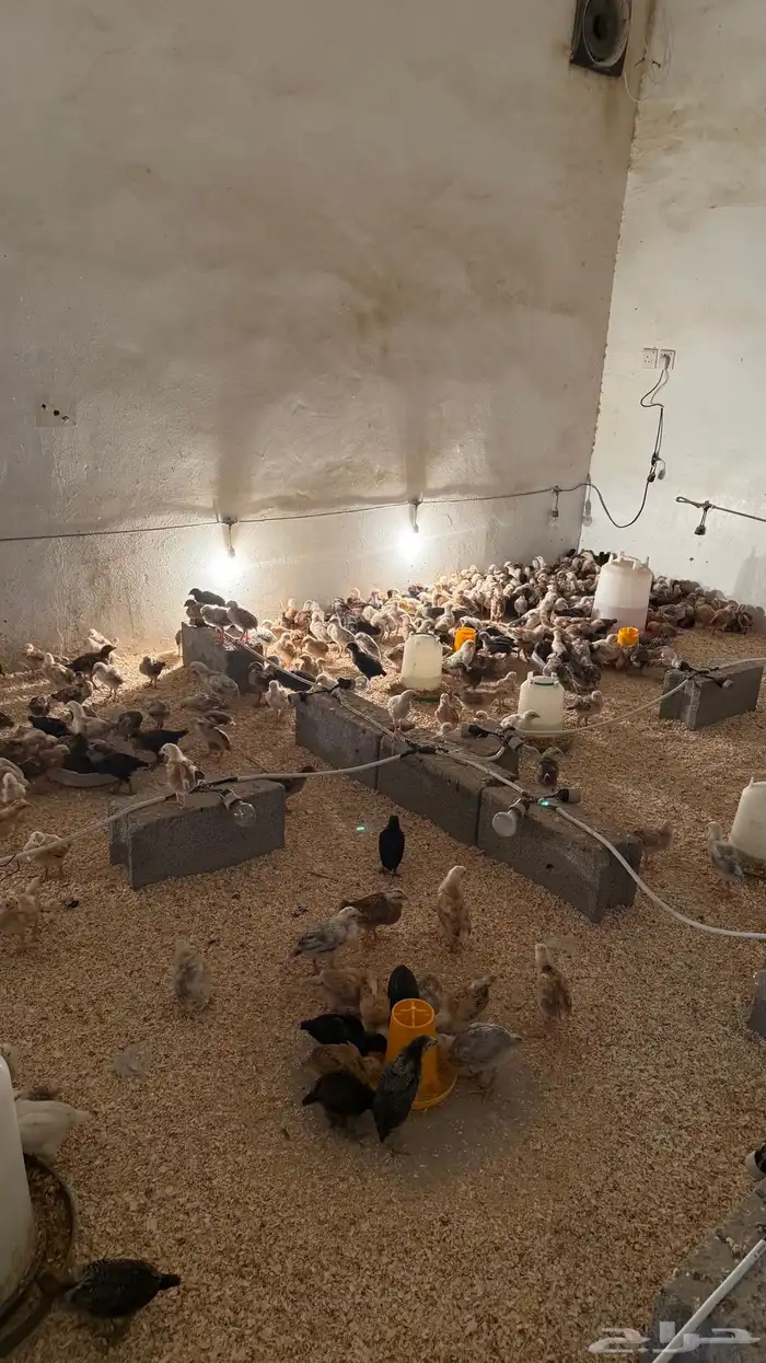 فروخ دجاج للبيع 4