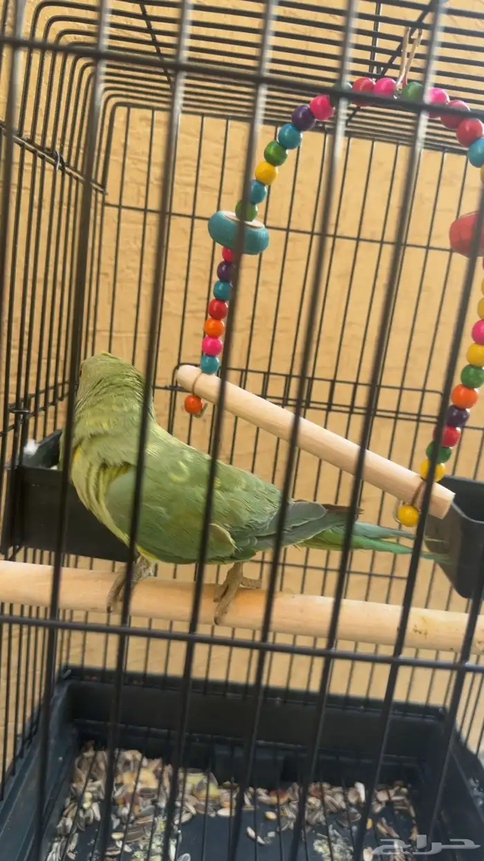 ببغاء الد  رَ ة أو الدَ رَ اء 6