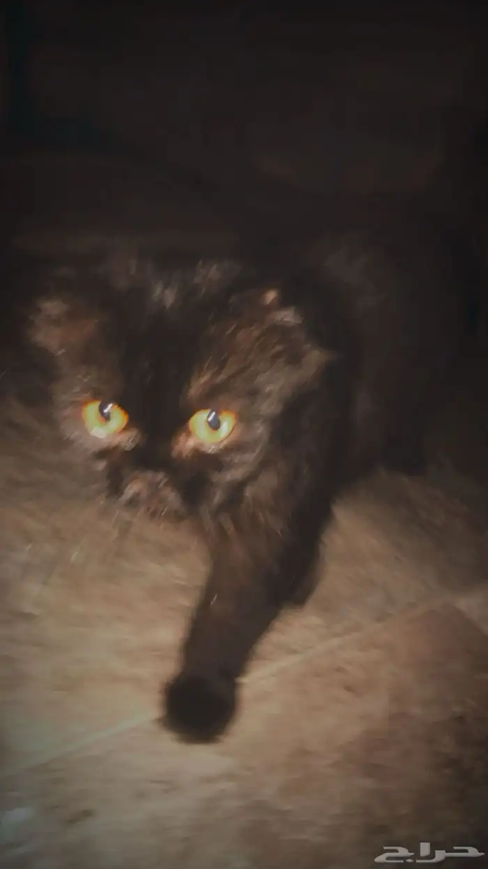 بسه للتبني 1