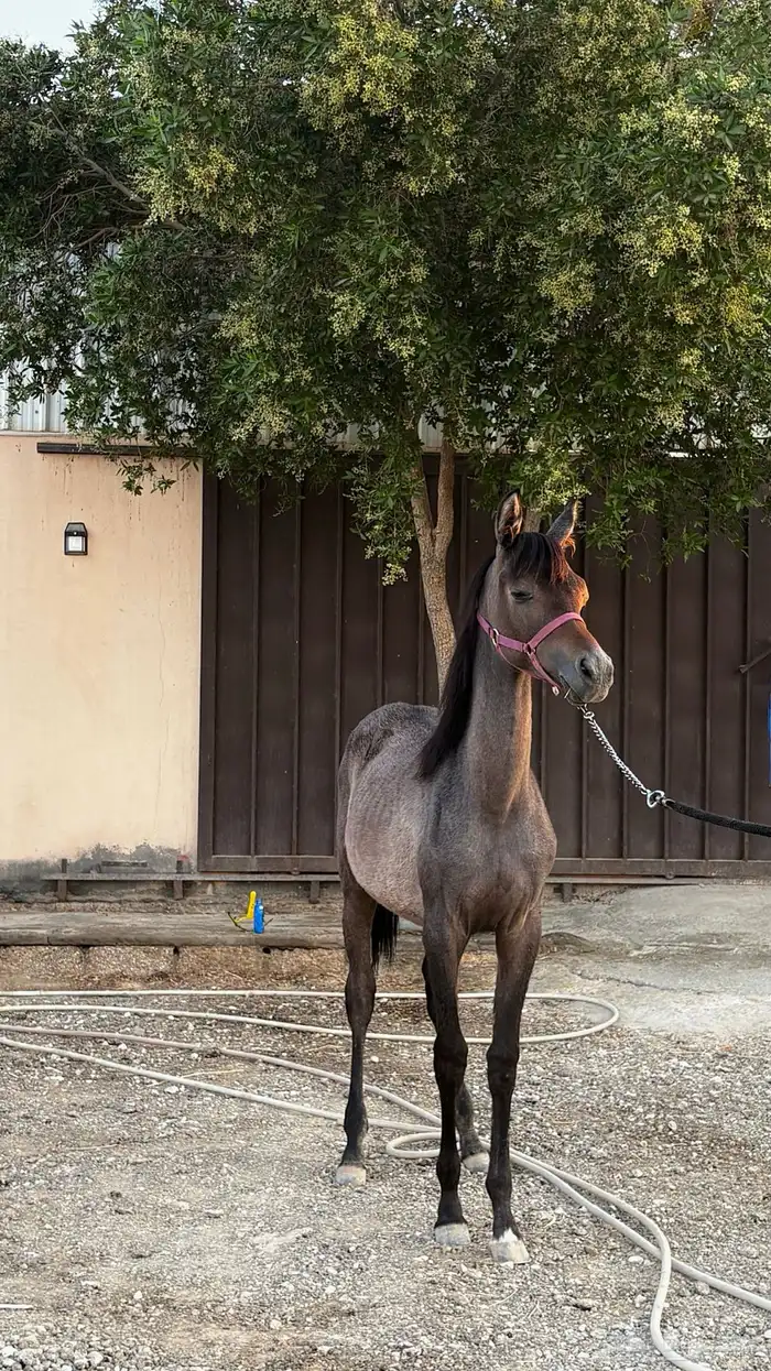 مهره شعبيه 0