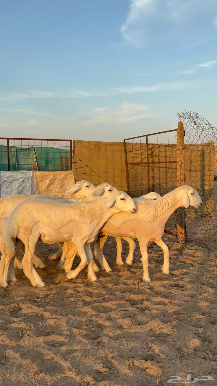 رخال نوادر صنف 0