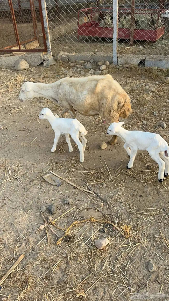 نعجه منتوج متاومه 12