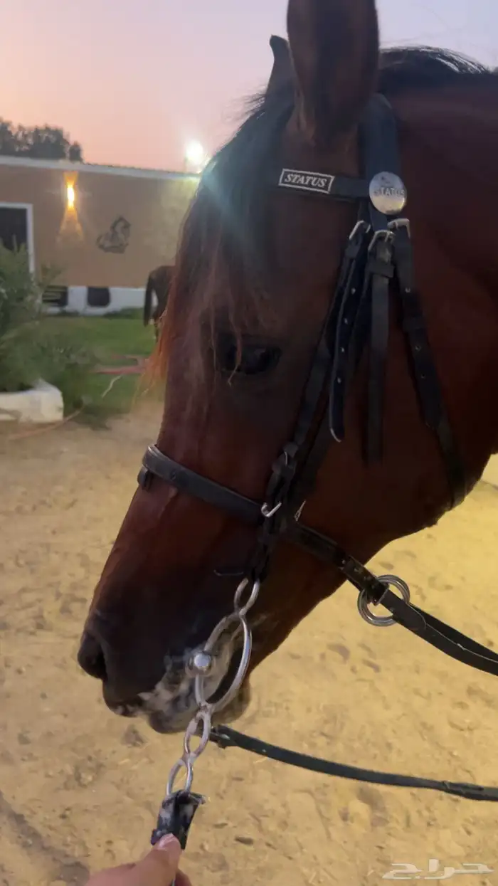 حصان عربي كفو 1