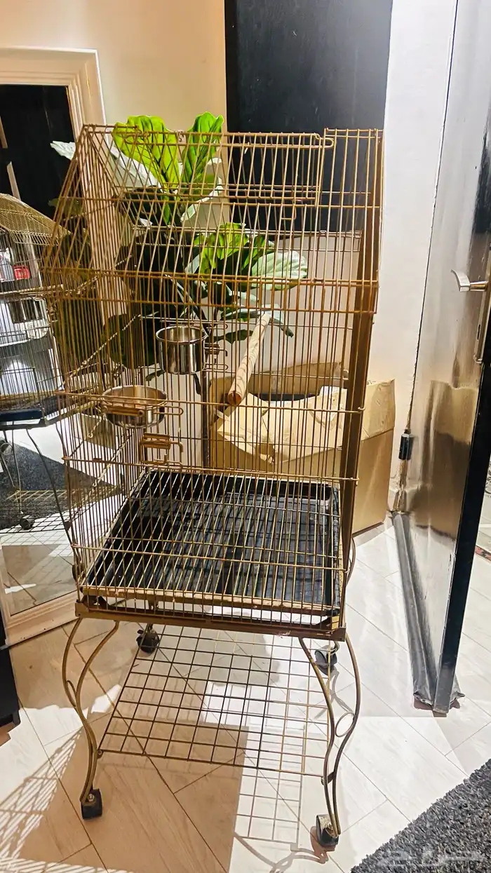 صندوق ببغاء 0